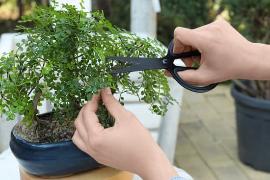 Come Si Rinvasa Il Bonsai Ficus 1 Guida passo passo su come si rinvasa il bonsai ficus