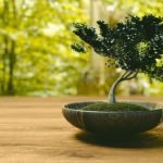 Qual E' Il Significato Bonsai Il significato di Bonsai è la pratica giapponese di coltivare alberi in miniatura