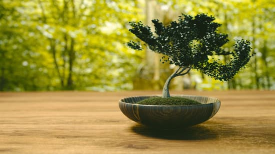 Il significato di Bonsai è la pratica giapponese di coltivare alberi in miniatura