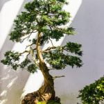 Scopri i segreti per prenderti cura di un bonsai Ficus Ginseng in modo efficace e delicato