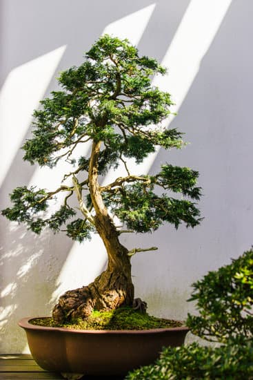 Scopri i segreti per prenderti cura di un bonsai Ficus Ginseng in modo efficace e delicato
