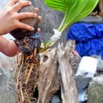 Perché Il Mio Bonsai Sta Seccando Controlla PERCHÈ IL MIO BONSAI STA SECCANDO e assicurati di annaffiarlo regolarmente