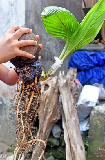 Perché Il Mio Bonsai Sta Seccando 1 Controlla PERCHÈ IL MIO BONSAI STA SECCANDO e assicurati di annaffiarlo regolarmente