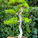 Guide dettagliate su come piantare un bonsai già cresciuto per un risultato sorprendente