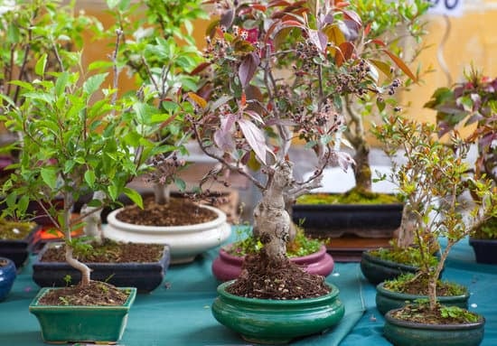 Come Innaffiare Ulivo Bonsai 1 Guida dettagliata su come innaffiare ulivo bonsai per una crescita sana e rigogliosa