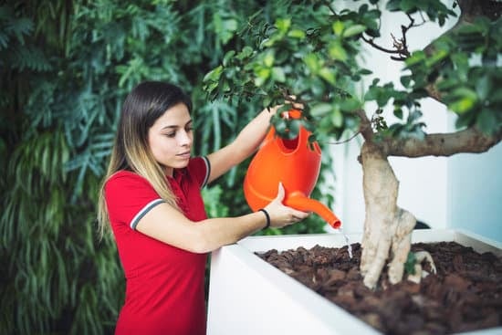 Quando Potare Bonsai Puzzolente 1 Suggerimento: Scopri quando potare il bonsai puzolente per garantirne la salute e la bellezza