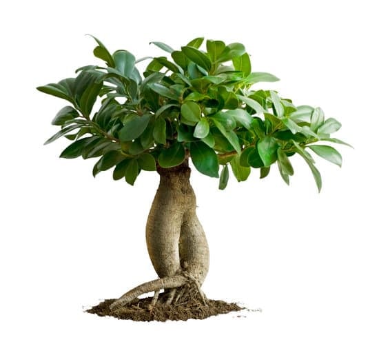 Quale Bonsai Regalare 1 Scopri quale bonsai regalare per un regalo indimenticabile e duraturo