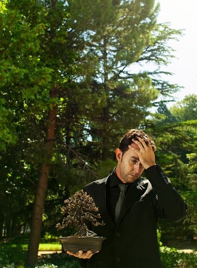 Come Fare Un Bonsai Di Mirto 17 Guida dettagliata su come fare un bonsai di mirto con successo