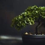 Scopri dove comprare bonsai a Roma per il tuo giardino zen