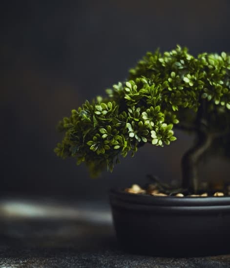 Dove Comprare Bonsai Roma 1 Scopri dove comprare bonsai a Roma per il tuo giardino zen
