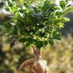 Dove Comprare Bonsai Economici Scopri dove comprare bonsai economici online o in negozi specializzati