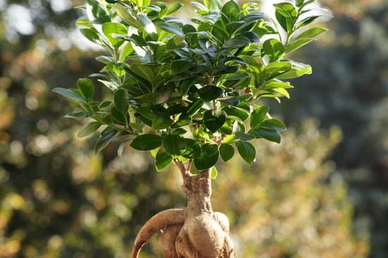 Dove Comprare Bonsai Economici 17 Scopri dove comprare bonsai economici online o in negozi specializzati
