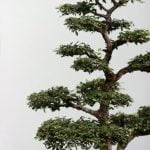 Come Curare Un Bonsai Di Ficus Benjamin Consigli per curare un bonsai di Ficus benjamin