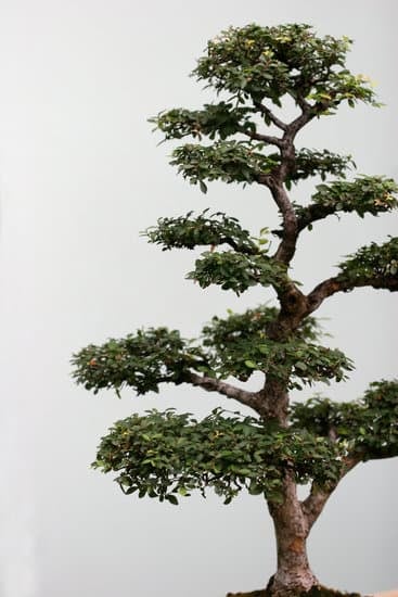 Consigli per curare un bonsai di Ficus benjamin