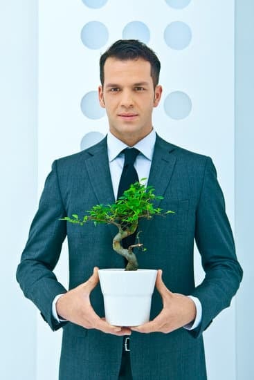 Scopri quanto costa un bonsai da interno e investi nel tuo ambiente domestico