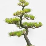 Utilizzare il concime liquido per bonsai seguendo le istruzioni sulla confezione
