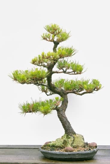 Come Si Usa Il Concime Liquido Per Bonsai 1 Utilizzare il concime liquido per bonsai seguendo le istruzioni sulla confezione