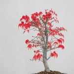 Quando Potare Bonsai Ficus Ginseng Scopri quando potare il bonsai Ficus Ginseng per garantirne la salute e la bellezza