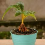 Come Coprire I Bonsai in Inverno Copertura invernale per bonsai: consigli utili per proteggerli dal freddo