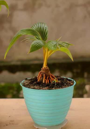 Come Coprire I Bonsai in Inverno 1 Copertura invernale per bonsai: consigli utili per proteggerli dal freddo