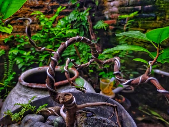 Quale Il Significato Letterale Della Parola Giapponese Bonsai 1 Scopri il significato letterale di Bonsai nella tradizione giapponese.