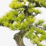 Guida dettagliata su come seminare bonsai di pino per principianti