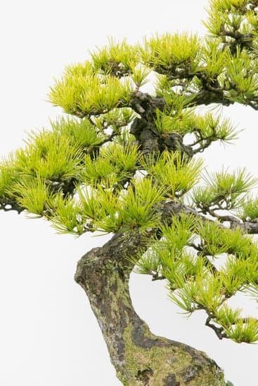 Guida dettagliata su come seminare bonsai di pino per principianti