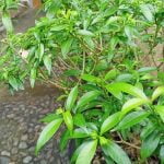 Quando Potare Azalea Bonsai Quando potare azalea bonsai: guida completa