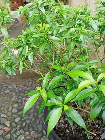 Quando Potare Azalea Bonsai 1 Quando potare azalea bonsai: guida completa