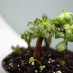 Scopri dove comprare bonsai a San Miniato, per prenderti cura di una pianta unica