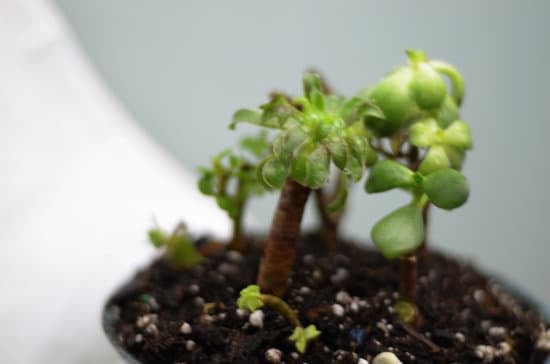 Dove Comprare Bonsai a San Miniato 1 Scopri dove comprare bonsai a San Miniato, per prenderti cura di una pianta unica