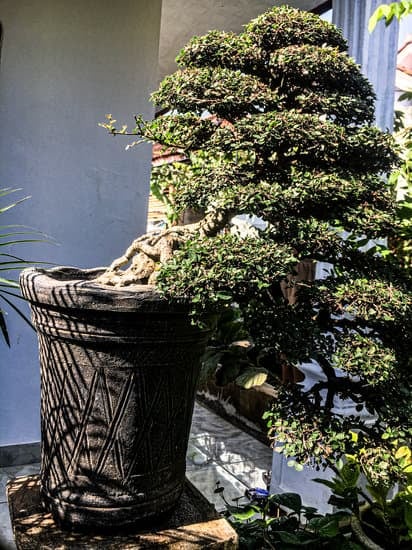 Come potare un bonsai per seccchezza: evita tagli troppo profondi per non stressare l'albero