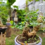 Da Quali Semi Fare Nascere Un Bonsai Scopri da quali semi fare nascere un bonsai e crea il tuo giardino zen