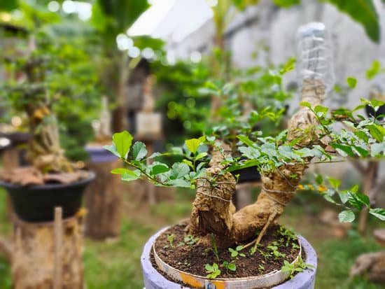 Scopri da quali semi fare nascere un bonsai e crea il tuo giardino zen