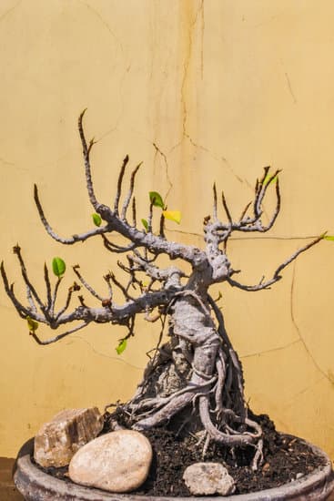 Come Fare Yamadori Bonsai 1 I segreti del yamadori bonsai: guida dettagliata su come fare yamadori bonsai