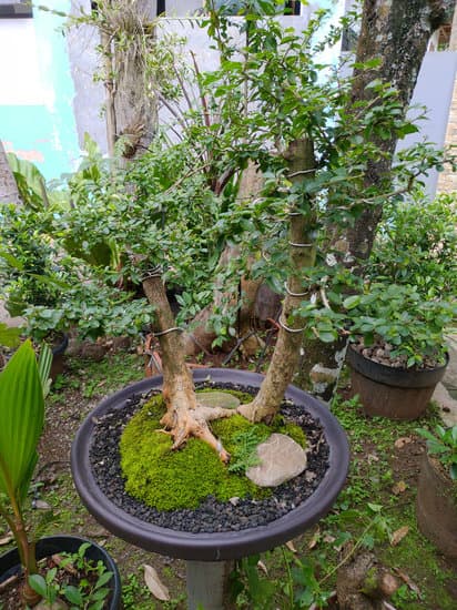Come Si Defoglia Un Bonsai Di Carmona 1 Scopri come si defoglia un bonsai di Carmona con questi semplici passaggi