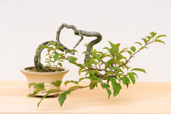 Come Potare Un Bonsai E Quando 1 Scopri come potare un bonsai e quando farlo per mantenerlo sano e prosperoso