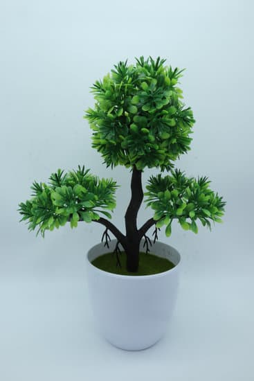 Dove Trovare Terriccio Per Rinvaso Bonsai 1 I migliori punti vendita di terriccio per rinvaso bonsai nelle vicinanze