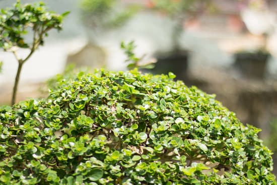 Come Fare Nuovi Bonsai 1 Suggerimento 1: Scopri come fare nuovi bonsai con queste semplici guide esplicative