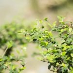 Quante Volte Al Giorno Si Annaffia Il Bonsai Segui una routine regolare di annaffiamento del bonsai, almeno due volte al giorno