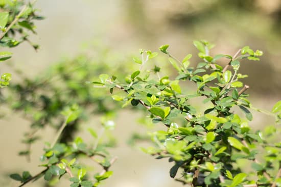 Quante Volte Al Giorno Si Annaffia Il Bonsai 17 Segui una routine regolare di annaffiamento del bonsai, almeno due volte al giorno
