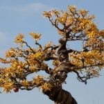 Quanto Tempo Serve Per Nascere Bonsai Da Seme In piccolla attesa: Bonsai da seme vedrà la luce in meno tempo di quanto immaginate