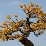 In piccolla attesa: Bonsai da seme vedrà la luce in meno tempo di quanto immaginate