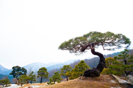 Come Misurare Altezza Bonsai 11 Segui le nostre istruzioni su COME MISURARE ALTEZZA BONSAI per una corretta valutazione