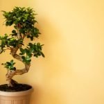 Come Curare Un Ulivo Bonsai Guida pratica: Come curare un ulivo bonsai al meglio