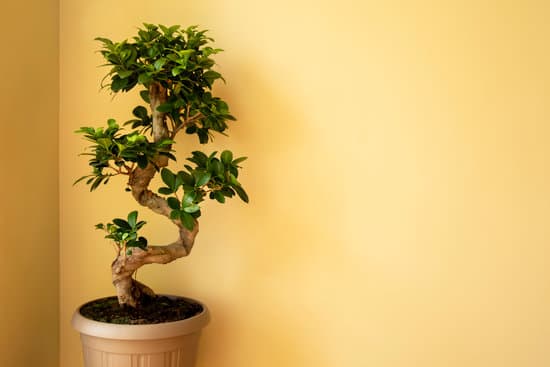 Come Curare Un Ulivo Bonsai 1 Guida pratica: Come curare un ulivo bonsai al meglio
