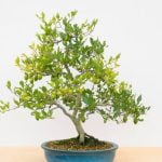 Quanto Aspettare Per Concimare Bonsai Dopo Il Rinvaso Concimare bonsai dopo il rinvaso: attesa necessaria per massimizzare la crescita