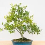 Concimare bonsai dopo il rinvaso: attesa necessaria per massimizzare la crescita