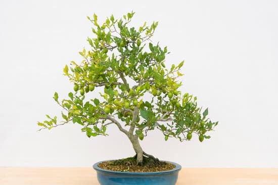 Concimare bonsai dopo il rinvaso: attesa necessaria per massimizzare la crescita