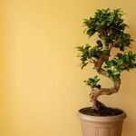 Cosa E' Ficus Bonsai Ginseng Perde Foglie Cura e manutenzione del Ficus Bonsai Ginseng: perché perde foglie